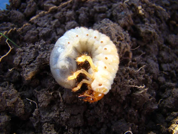 Närbild Insekter Naturen — Stockfoto