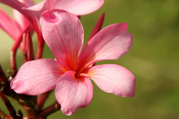 Frangipani Pétalas Flores Plumeria — Fotografia de Stock