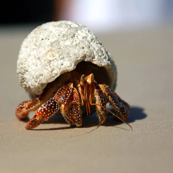 Crabe Sur Plage — Photo