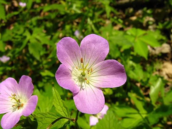 Photograph Pink Flower Field — Stock Photo, Image