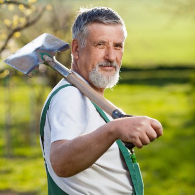 portrait of a senior man gardening in his garden/orchard (color toned image) clipart