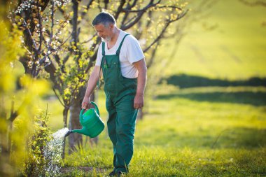 watering orchard/garden - portrait of a senior man gardening in his garden (color toned image) clipart