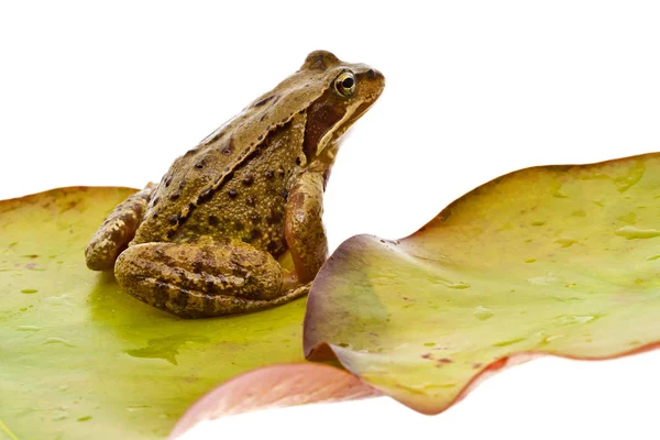 Close View Wild Frog — Stock Photo, Image