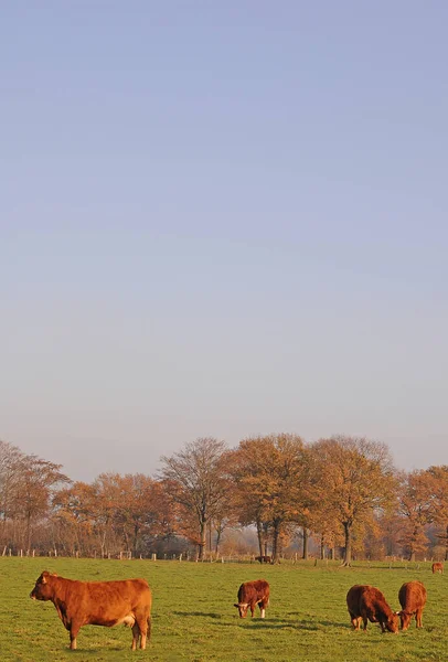 Kuhweide Herbst — Stockfoto