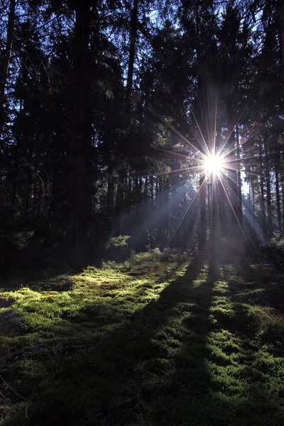 Vue Panoramique Flore Forêt Sauvage — Photo