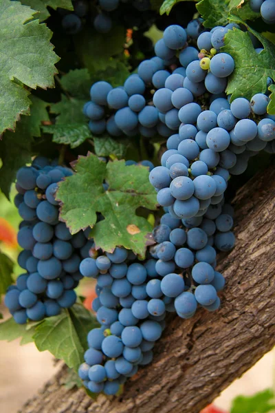 Uvas Uma Vinha Mendoza Argentina — Fotografia de Stock