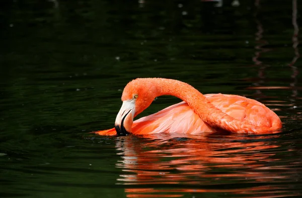 Doğadaki Güzel Flamingo Kuşunun Manzarası — Stok fotoğraf