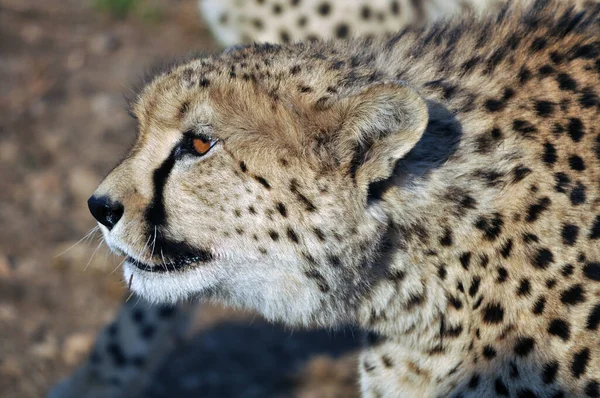 Cheetah Cat Wild Animal — Stock Photo, Image