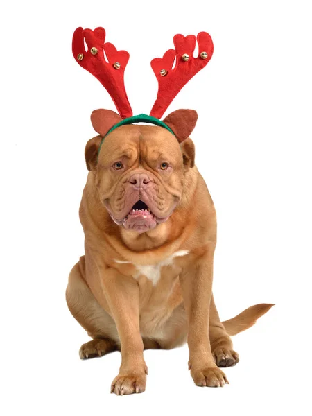 Big Dog Dressed Reindeer — Stock Photo, Image