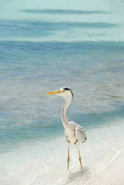 Foto Eines Reihers Mit Meereshintergrund Auf Einer Maledivischen Insel — Stockfoto