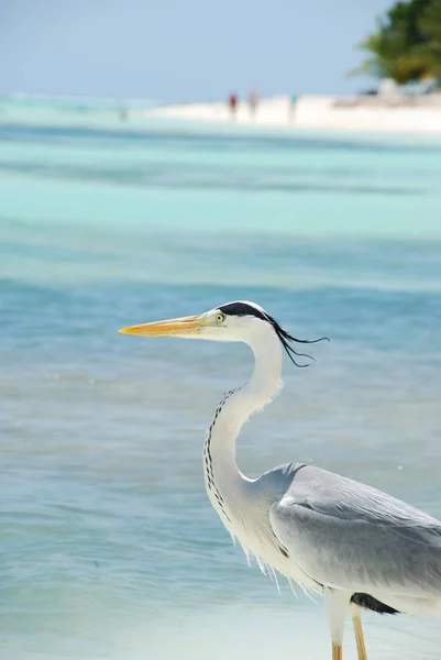 Closeup Heron Maldivian Island — Stock Photo, Image