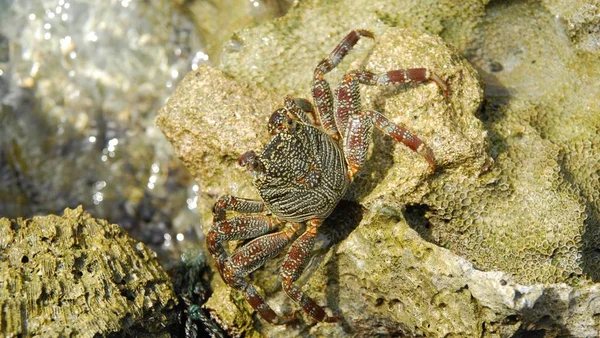 Schöne Und Farbenfrohe Krabbe Die Auf Einem Korallenriffstein Spaziert — Stockfoto