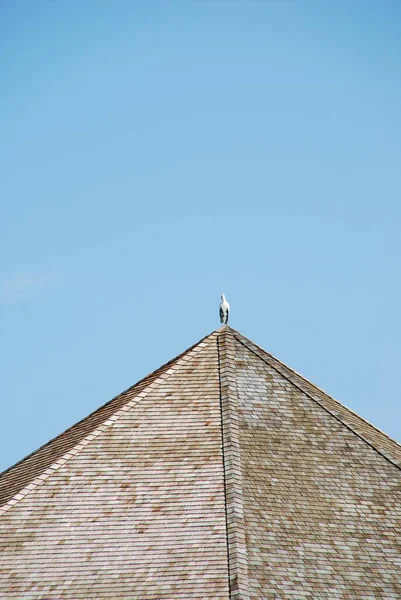 Schöne Szene Mit Einem Reiher Auf Dem Dach Eines Bungalows — Stockfoto