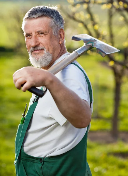 Porträtt Senior Man Trädgårdsskötsel Sin Trädgård Fruktträdgård Färg Tonad Bild — Stockfoto