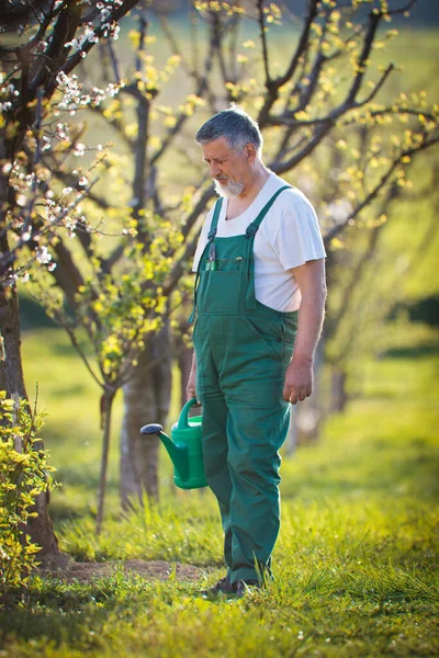 Huerto Riego Jardín Retrato Hombre Mayor Jardinería Jardín Imagen Tonificada — Foto de Stock