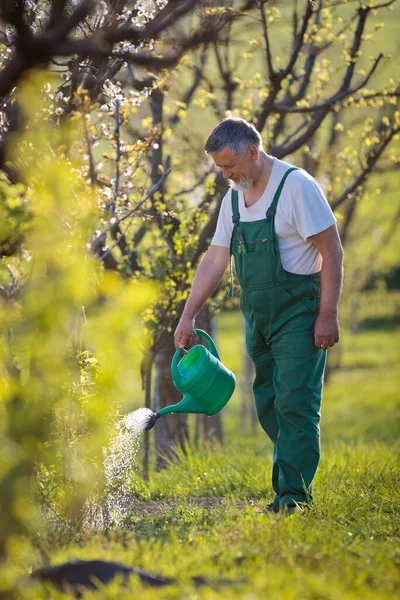 Pomar Molhando Jardim Retrato Homem Sênior Jardinando Seu Jardim Cor — Fotografia de Stock