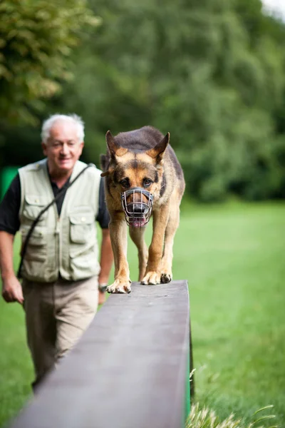 Mistrz Jego Posłuszny Owczarek Niemiecki Pies Centrum Szkolenia Psów — Zdjęcie stockowe
