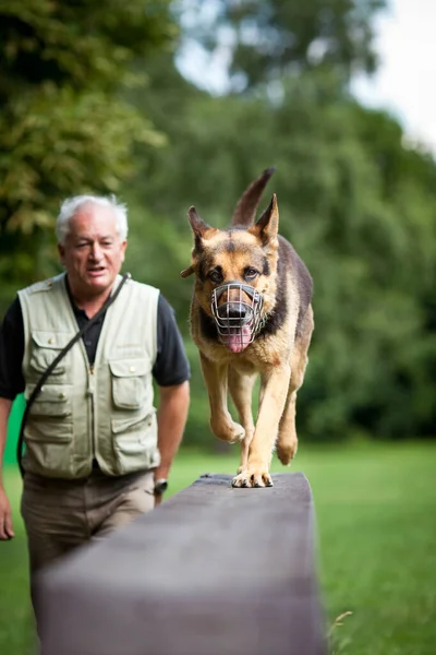 Mistrz Jego Posłuszny Owczarek Niemiecki Pies Centrum Szkolenia Psów — Zdjęcie stockowe