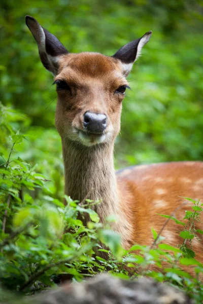 Laň Jelena Lat Cervus Nippon Sika — Stock fotografie