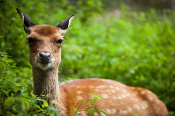 Cervos Sika Lat Cervus Nippon Corça — Fotografia de Stock
