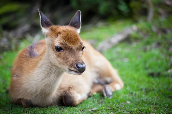 Laň Jelena Lat Cervus Nippon Sika — Stock fotografie