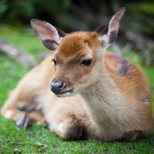 Cervos Sika Lat Cervus Nippon Corça — Fotografia de Stock