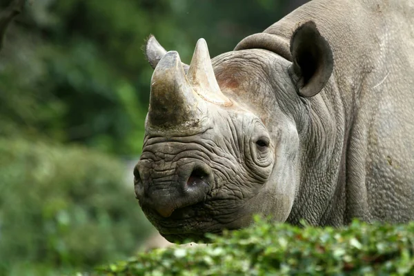 Дика Природа Флора Фауна Носорогів — стокове фото