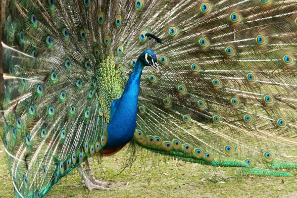 Doğadaki Güzel Kuşun Görüntüsü — Stok fotoğraf