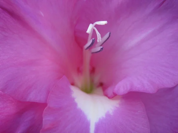 Kwiat Letni Botanika Flora — Zdjęcie stockowe