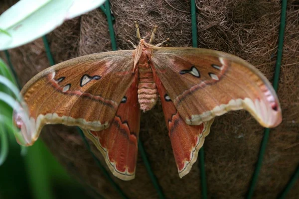Schmetterling Auf Dem Baum — Stockfoto