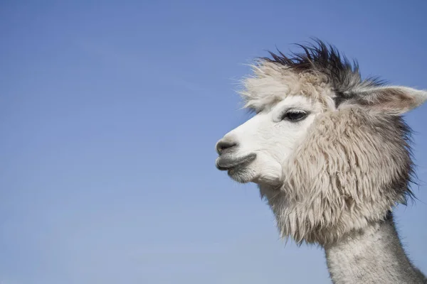 Animal Engraçado Alpaca Mamífero Vida Selvagem — Fotografia de Stock