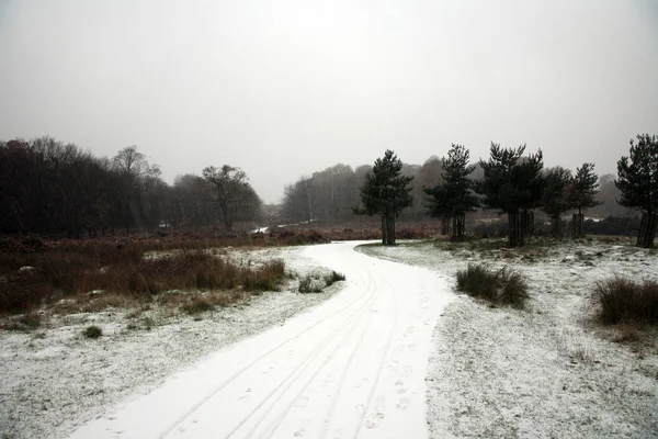 Paysage Hivernal Richmond Park Est Grand Parc Des Parcs Royaux — Photo