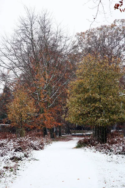 Paisagem Inverno Richmond Park Maior Parque Dos Parques Reais Londres — Fotografia de Stock