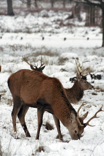 Cerf Dans Neige Couvert Richmond Park Richmond Park Est Grand — Photo