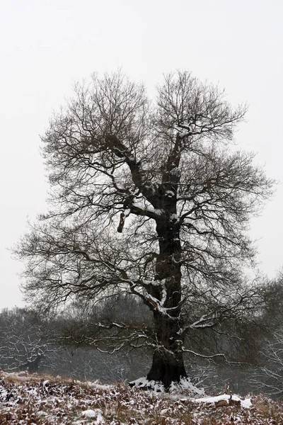 Vinterlandskapet Richmond Park Det Den Största Parken Kungliga Parkerna London — Stockfoto