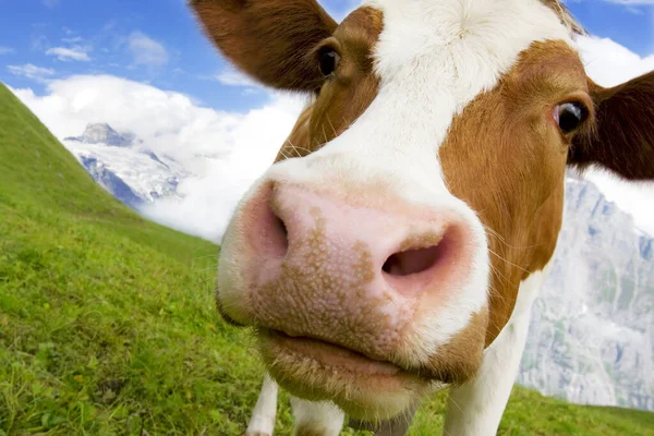 Brown White Cow Alps Switzerland Snowy Mountains Background — Stock Photo, Image