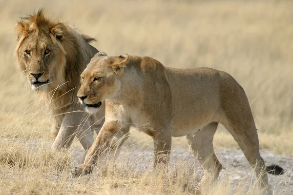 Dois Leões Parque Nacional Etosha Namibia — Fotografia de Stock