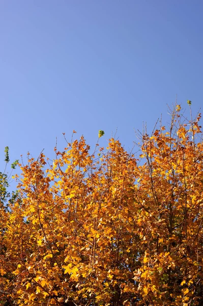 Kolorowe Liście Drzewie Sezonie Jesiennym Jasnym Błękitnym Niebem — Zdjęcie stockowe