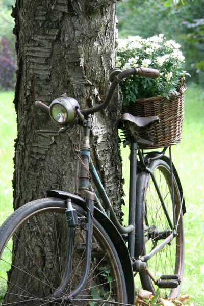 Bicicleta Velha Como Decoração Jardim Com Cesta Flores — Fotografia de Stock