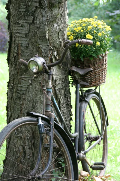 Vieux Vélo Comme Décoration Jardin Avec Panier Fleurs — Photo