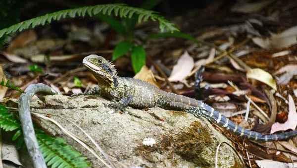 Zwierzęta Dzikie Jaszczurka Gad Iguana — Zdjęcie stockowe