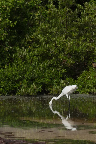 White Great Egret Ardea Alba Ave Lago Tropical Pesca Respingo — Fotografia de Stock