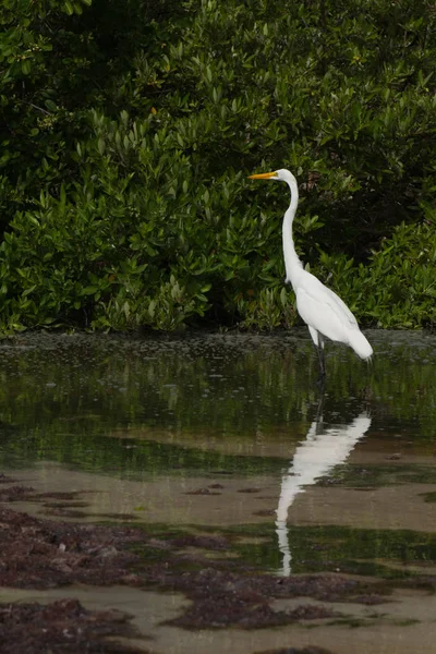 Weißer Silberreiher Ardea Alba Vogel Einem Tropischen See Tierwelt Antigua — Stockfoto