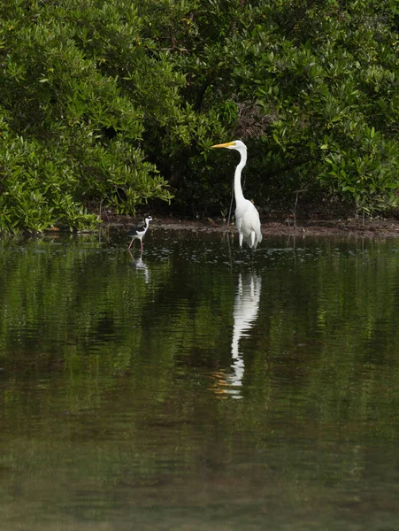 Weißer Silberreiher Ardea Alba Vogel Einem Tropischen See Tierwelt Antigua — Stockfoto