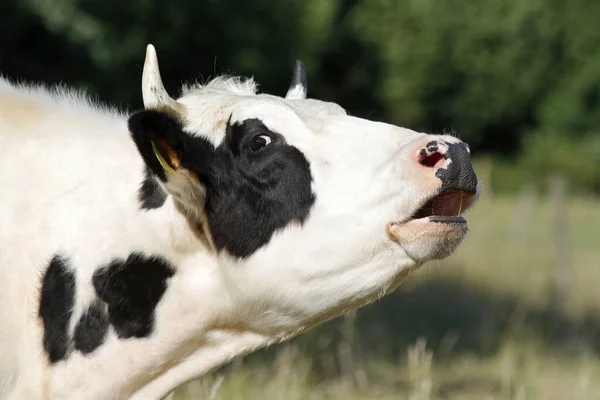 Primer Plano Vaca Naturaleza Salvaje —  Fotos de Stock