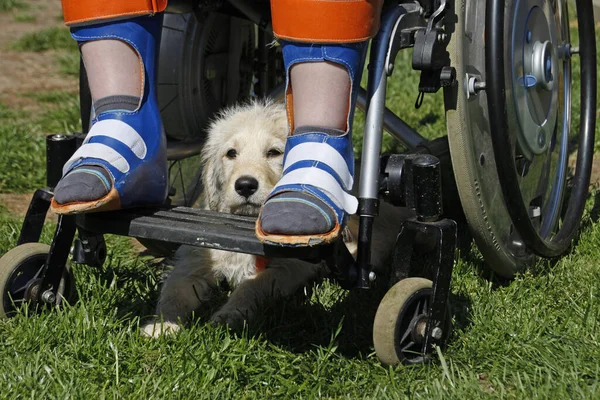 labradoodlewelpe as disability assistance dog