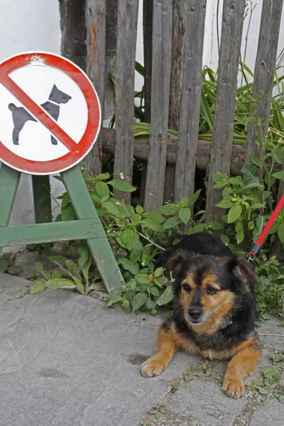 Hond Het Park — Stockfoto