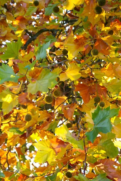 Herbstblätter Herbstzeit Laub — Stockfoto