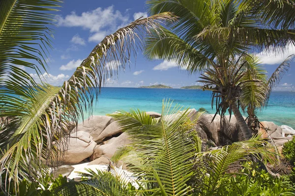 Palmen Gegen Exotischen Strand Und Türkisfarbenes Meer Horizontal — Stockfoto