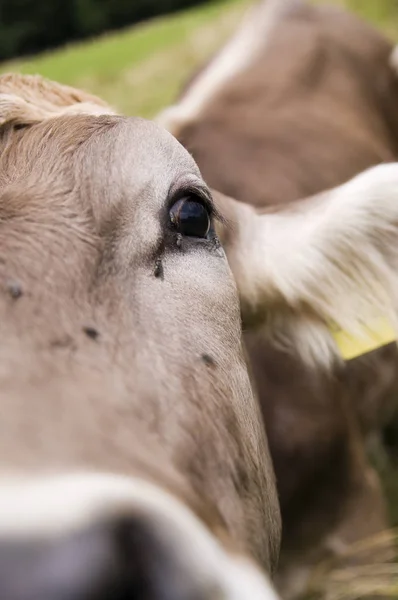 奶牛头的广角 以眼睛为焦点 — 图库照片